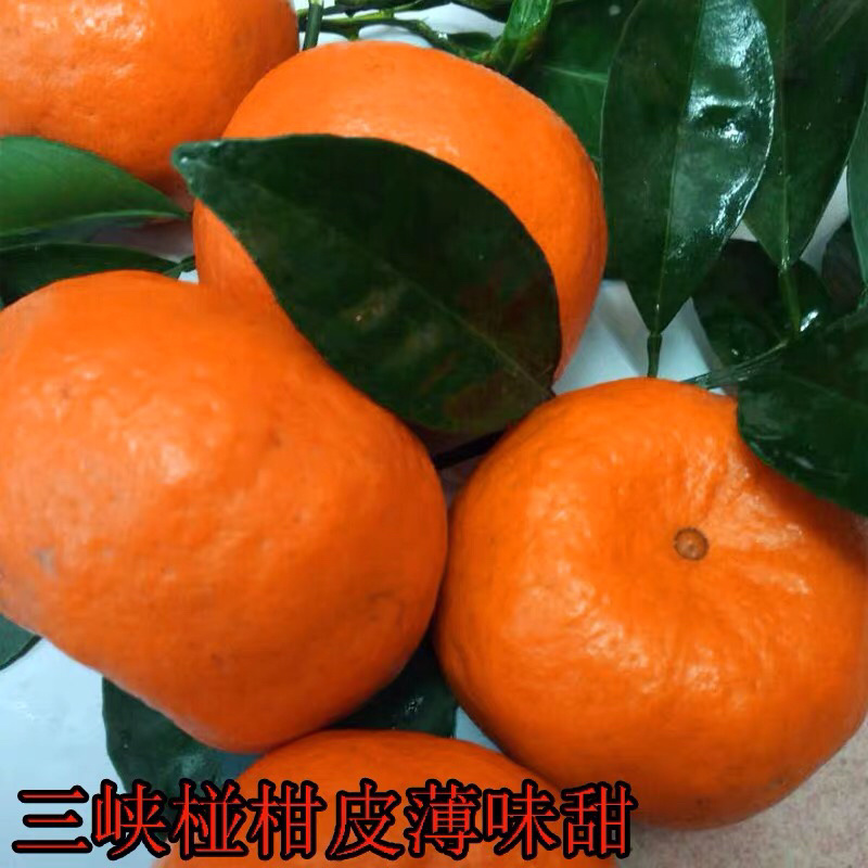 产地热销湖北宜昌碰柑新鲜水果芦柑颜色靓口感好✔️