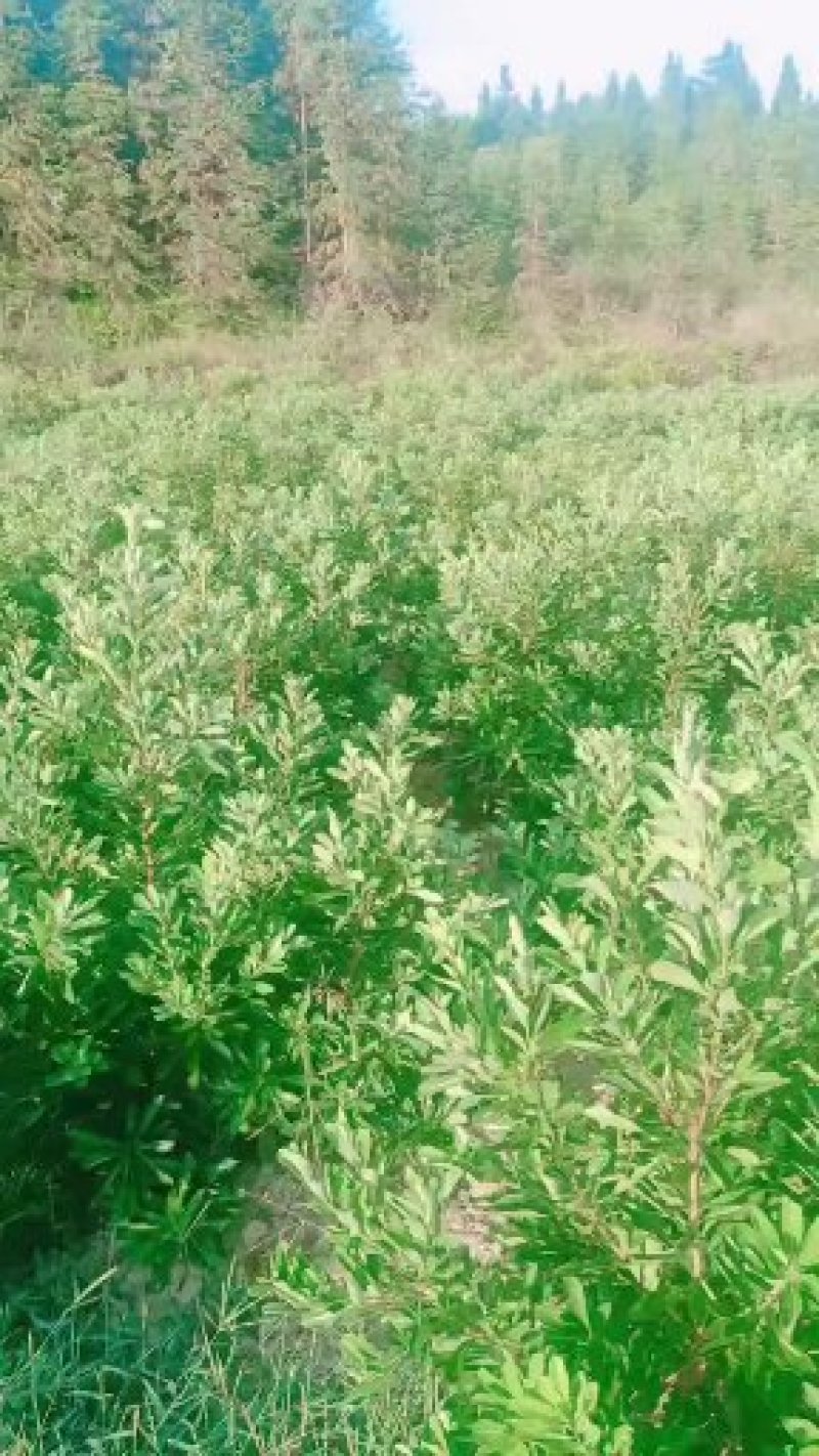 我们这里大量杨梅苗有货
