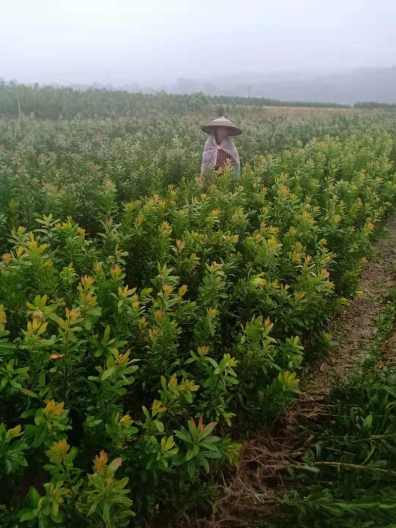 我们这里大量杨梅苗有货