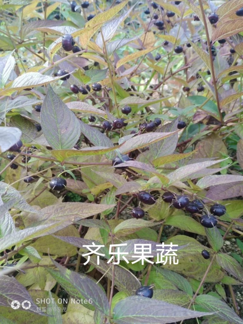 江西蜘蛛果苗基地特色水果肉算盘红果参种苗挂果快易成活