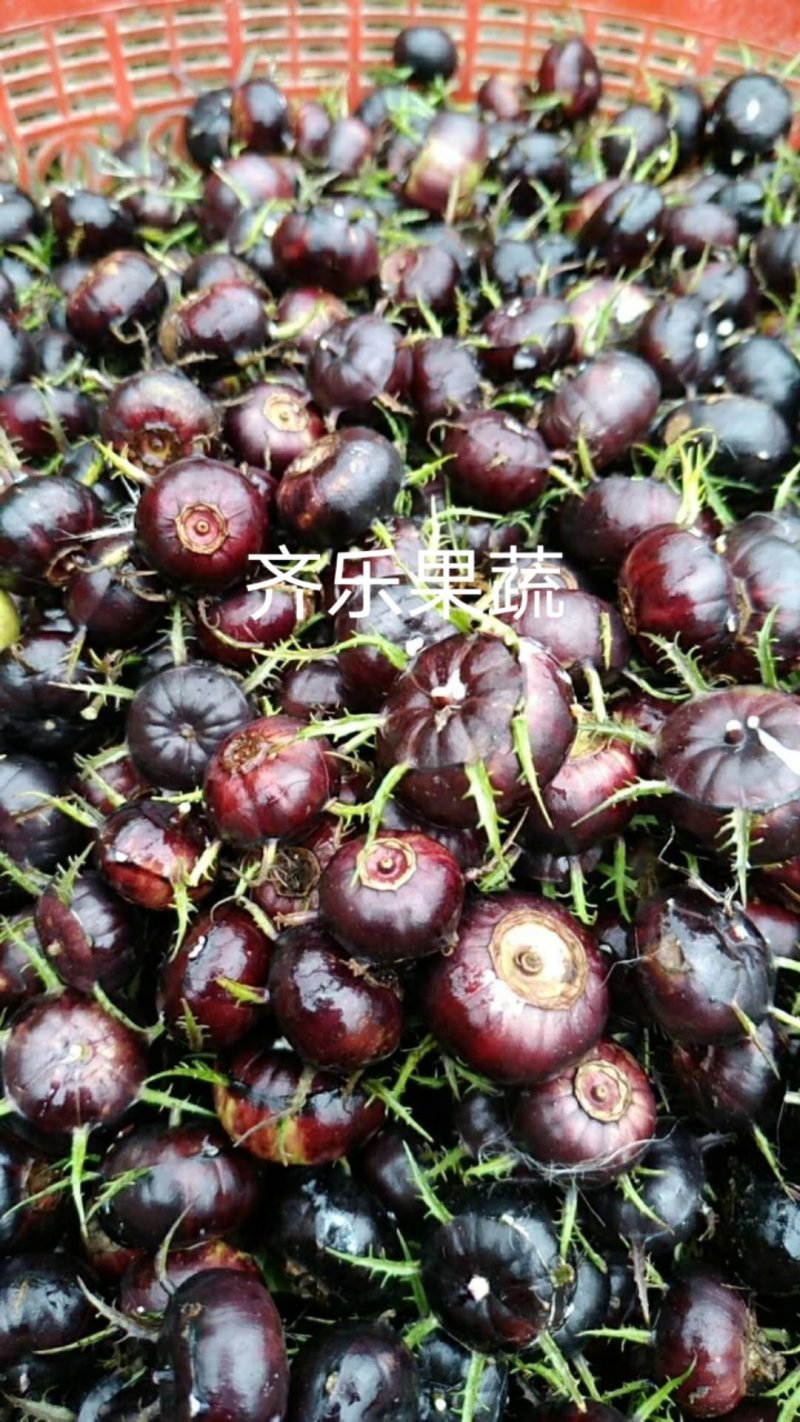 江西蜘蛛果苗基地特色水果肉算盘红果参种苗挂果快易成活