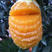 纽荷尔脐橙个头大口感好甜度优皮毛细大量上市走货进行