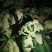 精品散菜花，产地直发，大量供应支持线上交易保证质量