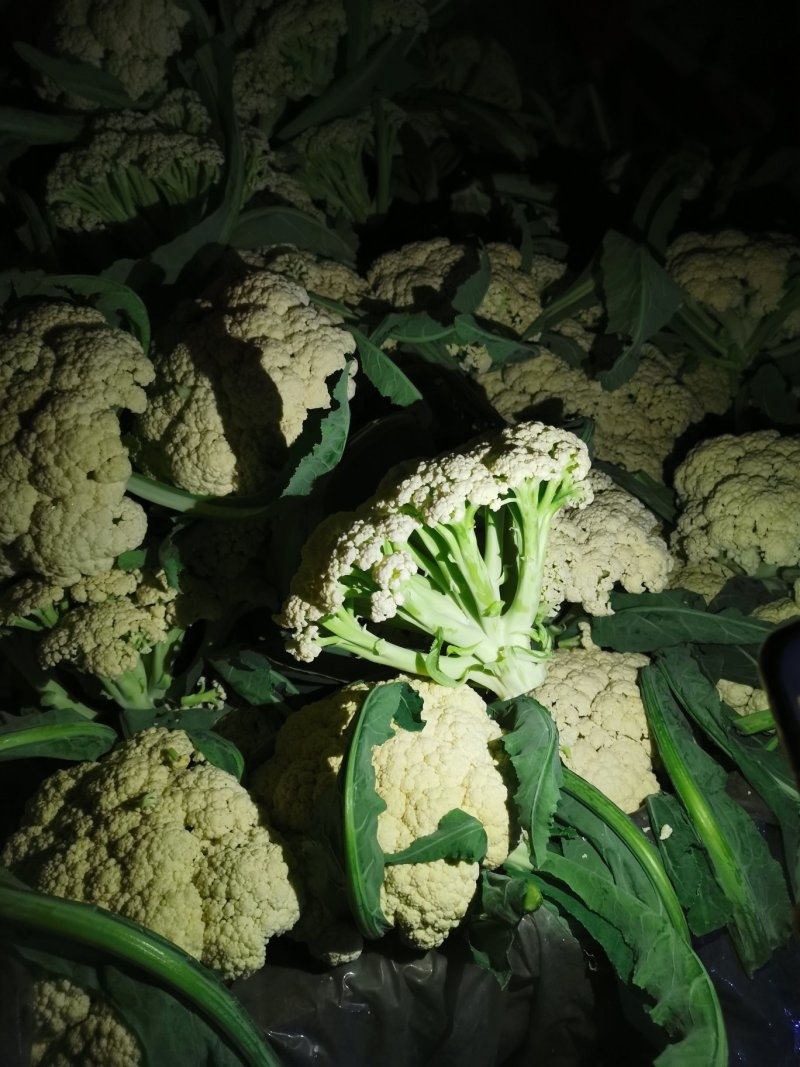 精品散菜花，产地直发，大量供应支持线上交易保证质量