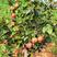 早酥红梨树苗早熟果型漂亮适合采摘适合现代农业