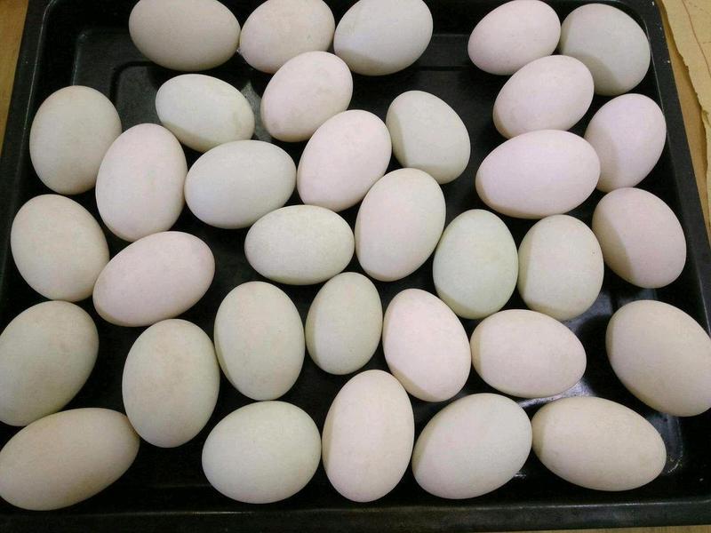 新鲜鸭蛋6.8-7.3个有一斤