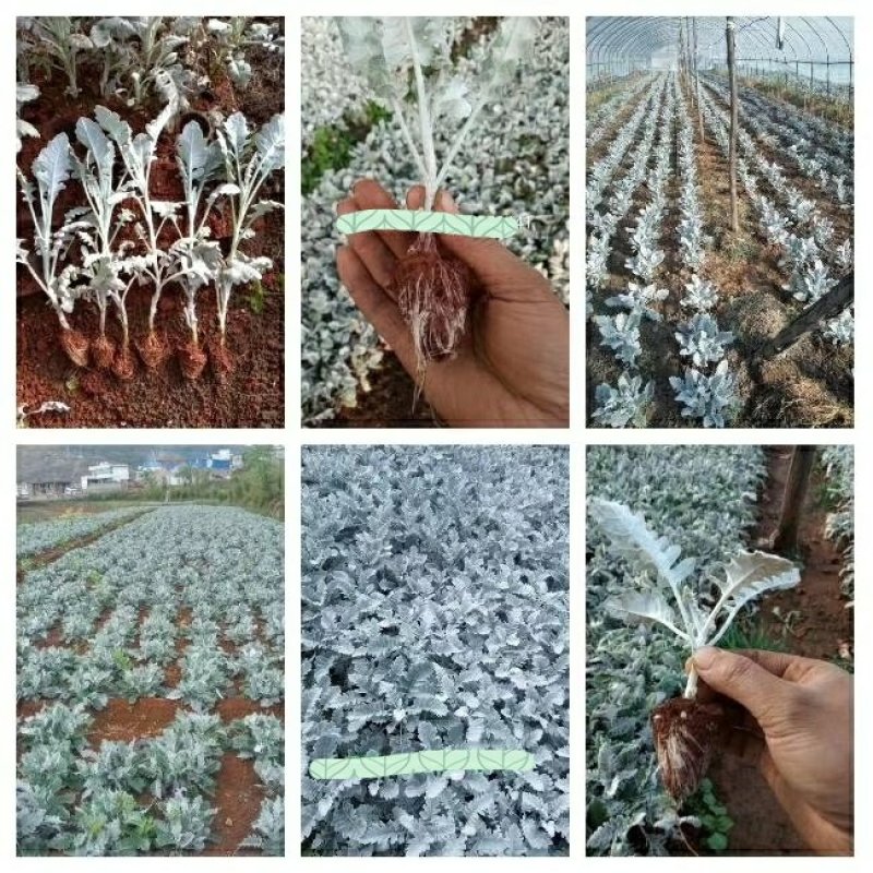基地银叶菊种苗批发经典配花