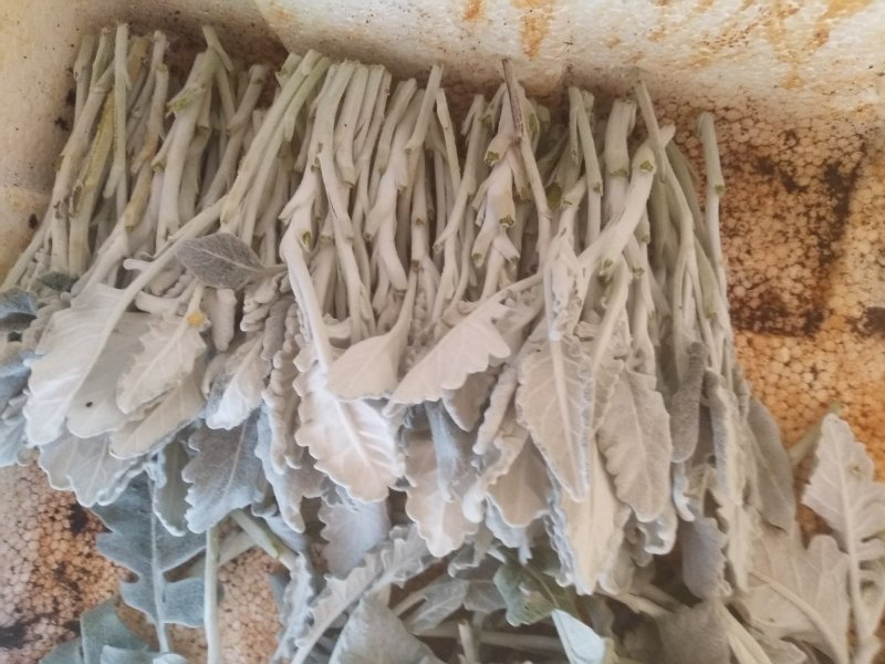 基地银叶菊种苗批发经典配花