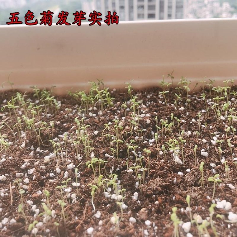 花种子五色菊种子四季易种阳台花坛盆栽花卉露天花海花种籽子