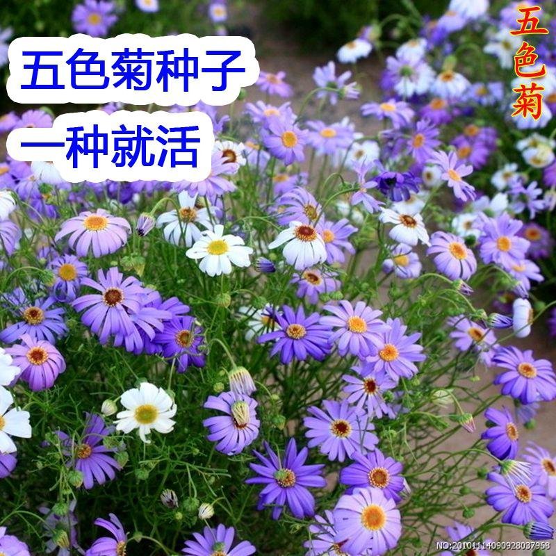 花种子五色菊种子四季易种阳台花坛盆栽花卉露天花海花种籽子