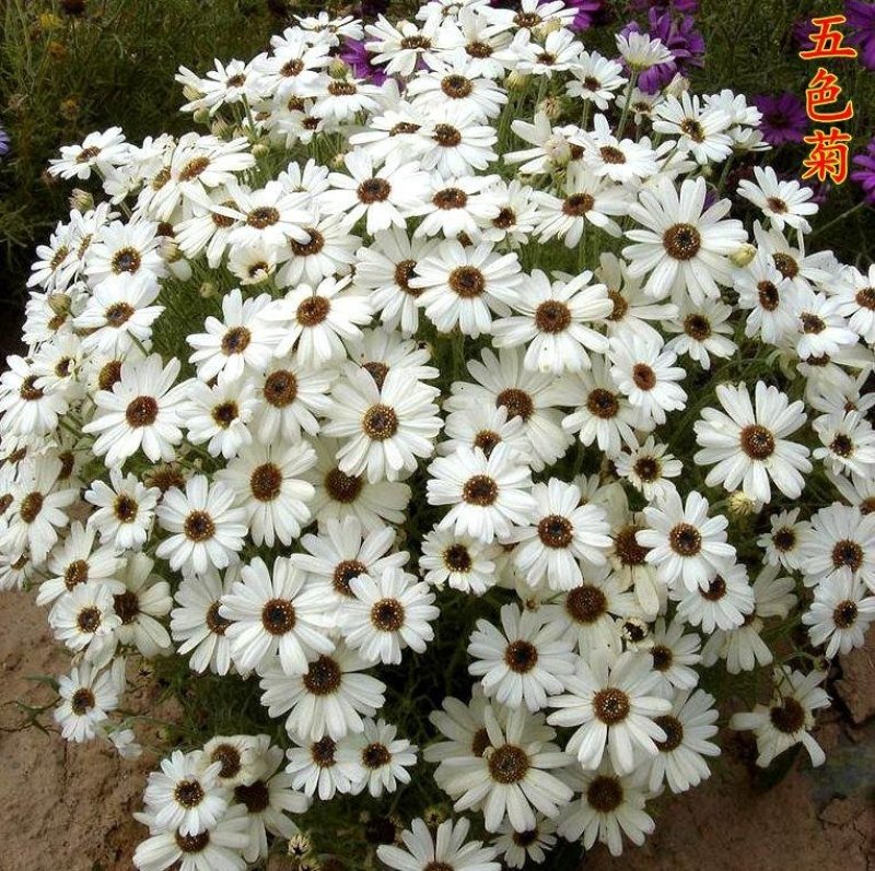 花种子五色菊种子四季易种阳台花坛盆栽花卉露天花海花种籽子