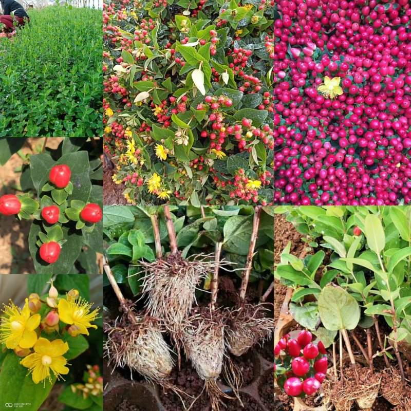 鲜切花苗，基地供应植物火龙珠种苗昆明斗南基地直发