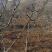 花椒苗4-20公分