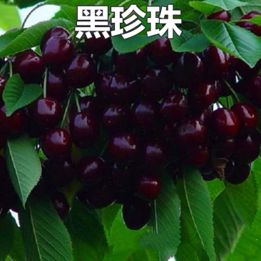 黑珍珠樱桃树苗嫁接樱桃树苗基地直供现挖现发量大从优