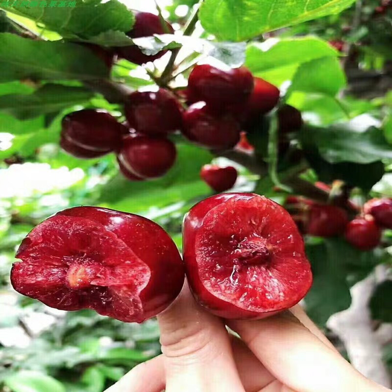 黑珍珠樱桃树苗嫁接樱桃树苗基地直供现挖现发量大从优