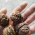 云南保山老树核桃，纯核桃压榨，纯核桃油无添加