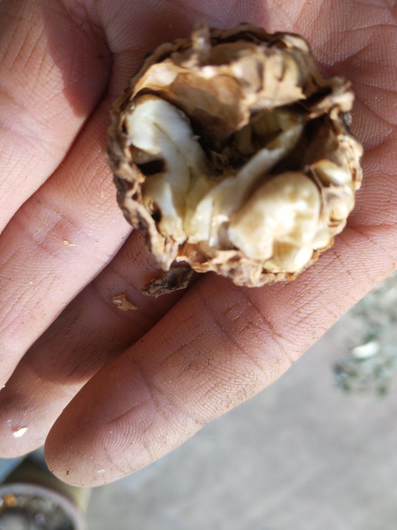 云南保山老树核桃，纯核桃压榨，纯核桃油无添加
