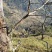 云南保山老树核桃，纯核桃压榨，纯核桃油无添加