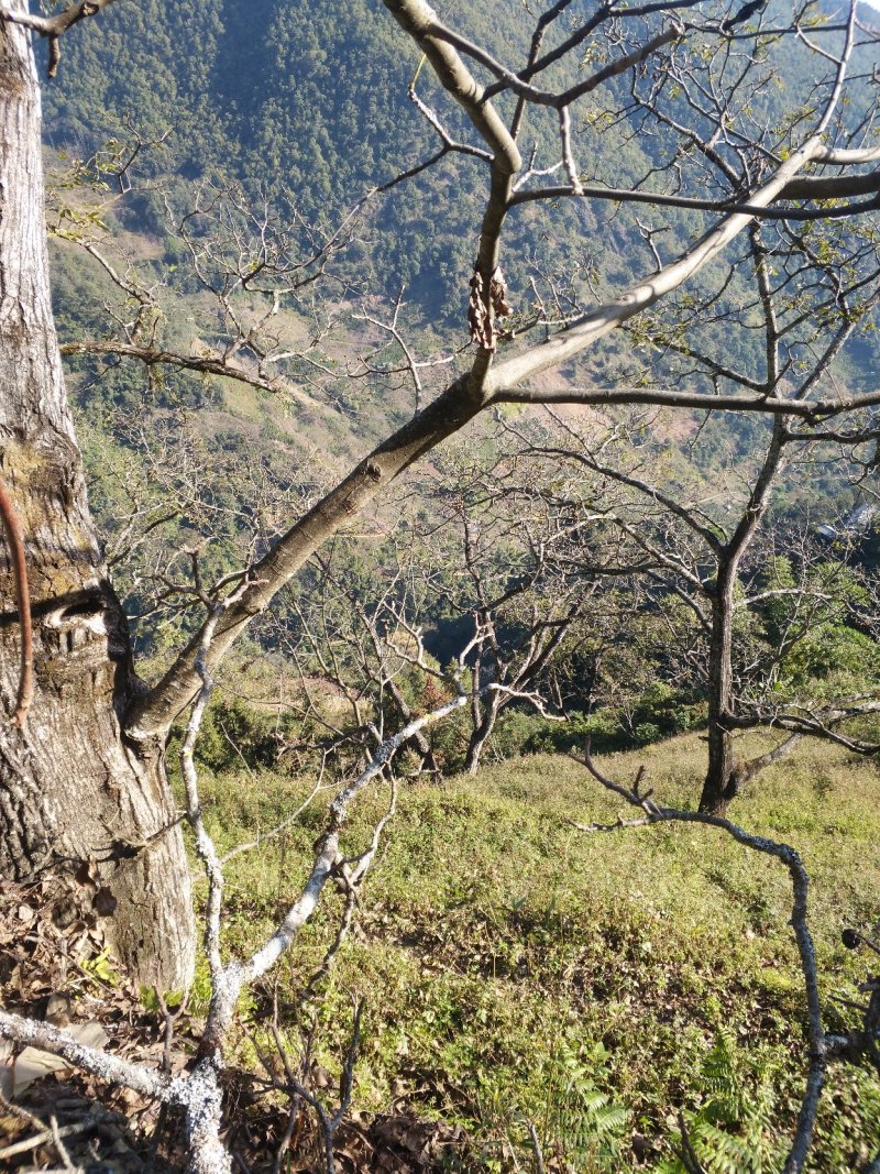云南保山老树核桃，纯核桃压榨，纯核桃油无添加