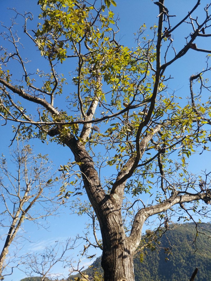 云南保山老树核桃，纯核桃压榨，纯核桃油无添加