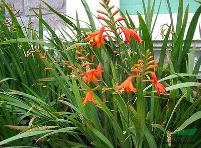 火星花自产自销专业种植品种观赏草