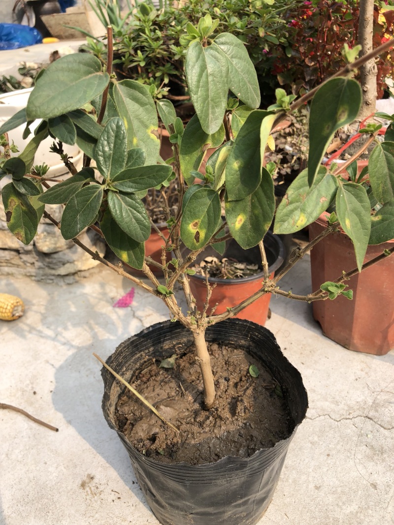 金银花树苗四季金银花高产高效药食两用南北方种植