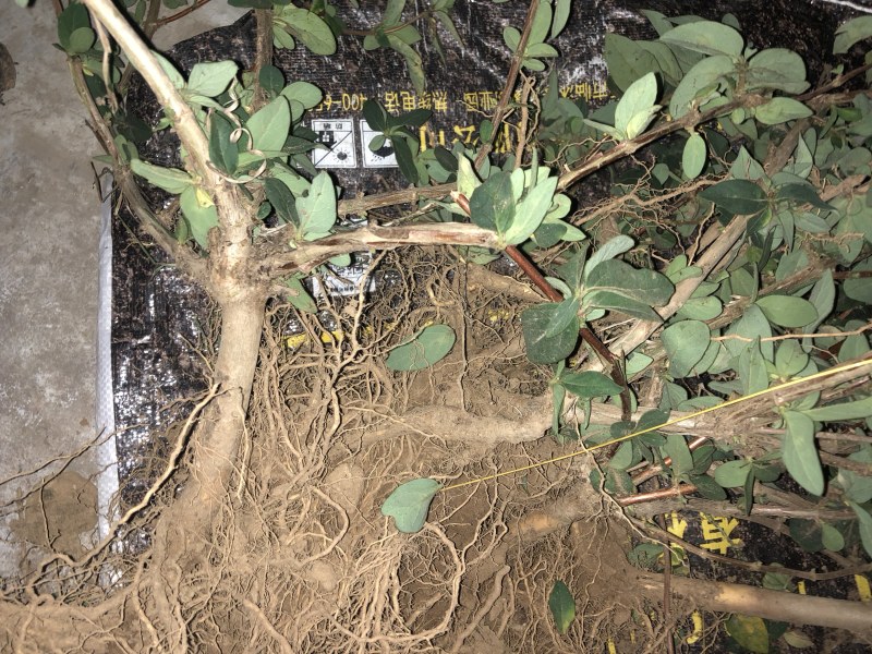 金银花树苗四季金银花高产高效药食两用南北方种植
