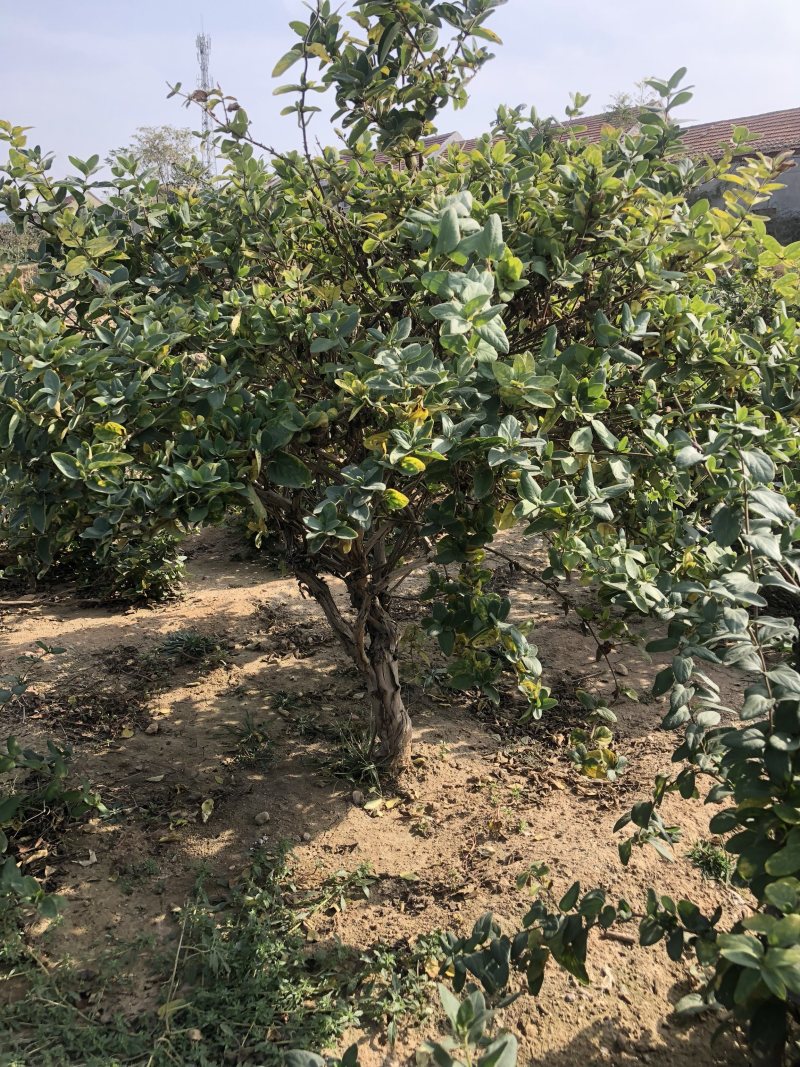 金银花树苗四季金银花高产高效药食两用南北方种植