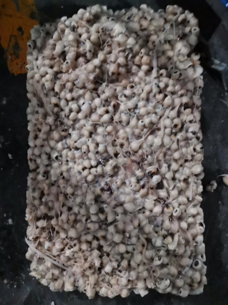 鱿鱼嘴各种规格的都有可以联系