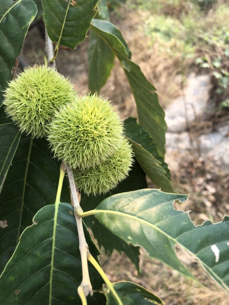 占地树苗板栗树苗大红袍板栗泰山板栗生长速度快高产
