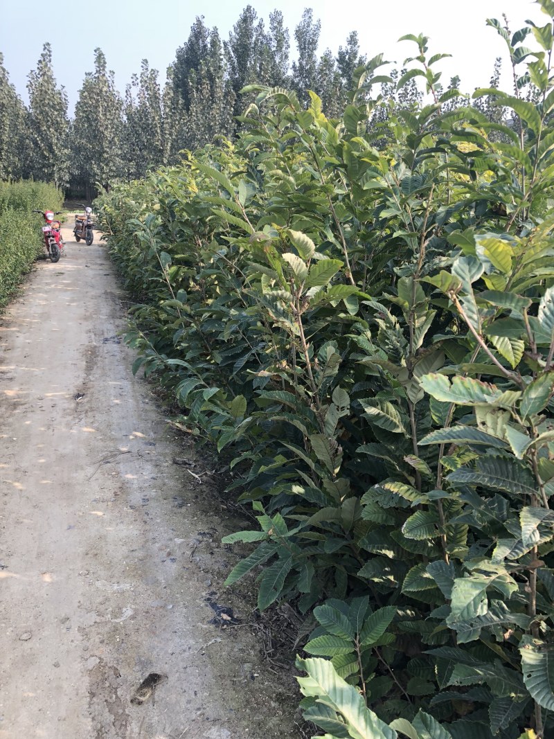 占地树苗板栗树苗大红袍板栗泰山板栗生长速度快高产