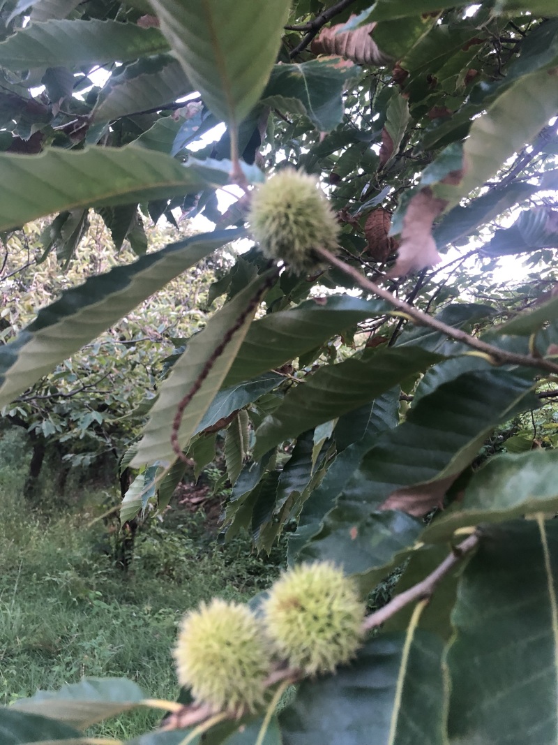 占地树苗板栗树苗大红袍板栗泰山板栗生长速度快高产