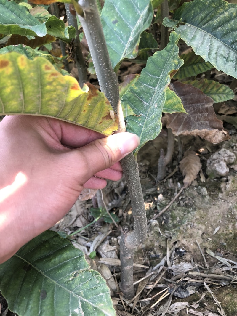 占地树苗板栗树苗大红袍板栗泰山板栗生长速度快高产