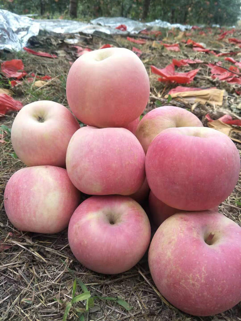 苹果树苗烟台红富士苹果金帅苹果树苗国光苹果树苗基地直供