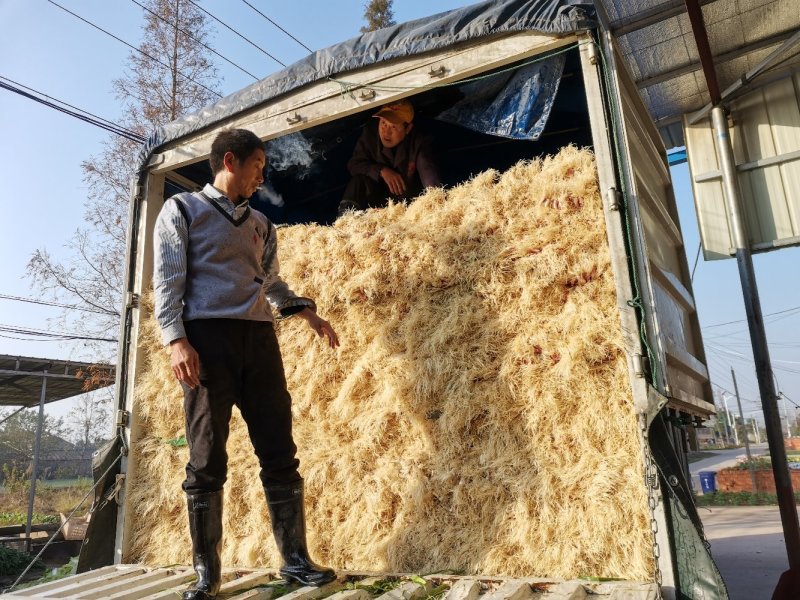 红根蒜苗湖北省当阳市加工蒜苗基地货