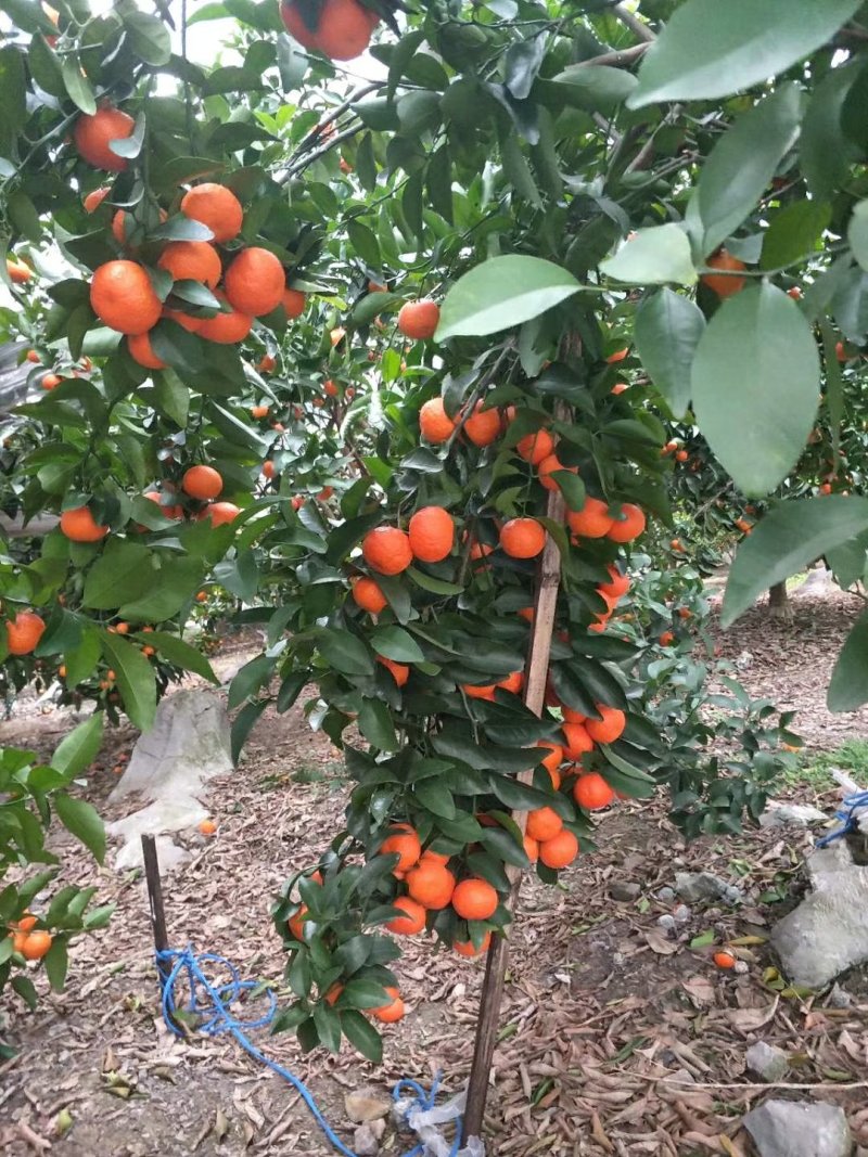 广西桂林沙糖桔，山地果，个头均匀，颜色好，硬度够