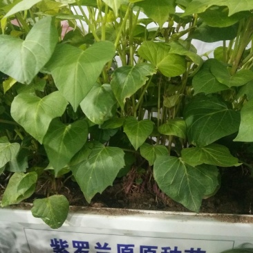 紫罗兰(25cm~30cm)，大田紫罗兰。