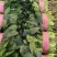 大叶【大棚精品菠菜】20--35公分，货量充足，质量保证