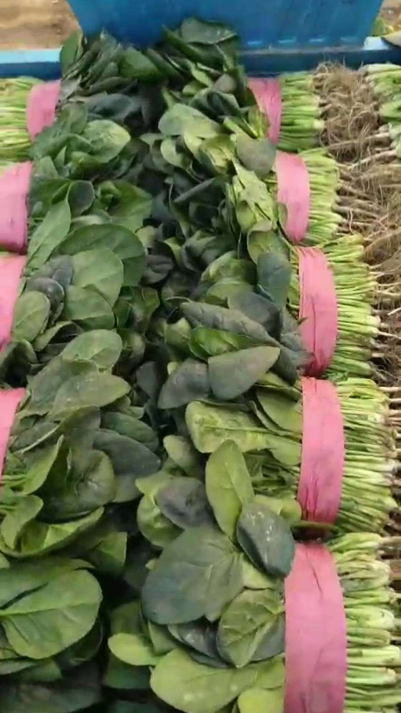 大叶【大棚精品菠菜】20--35公分，货量充足，质量保证