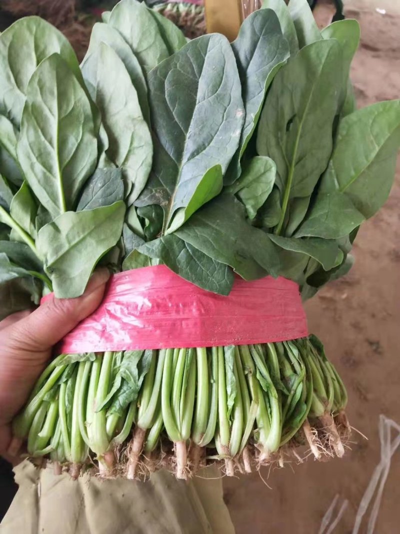 大叶【大棚精品菠菜】20--35公分，货量充足，质量保证