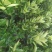 【热卖】纽荷尔脐橙苗/卡拉红肉脐橙苗地苗/杯苗假一赔百