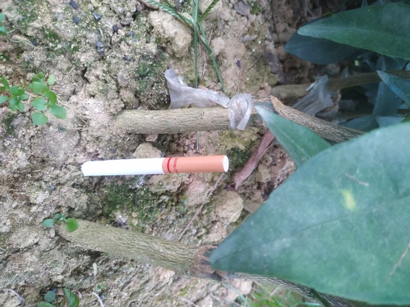 【精选】沃柑苗品种纯正地苗/大杯苗香橙/大叶积壳