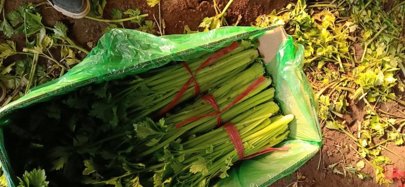 美国文图拉芹菜55cm以上，货源充足，各种包装都有