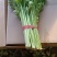 美国文图拉芹菜55cm以上，货源充足，各种包装都有