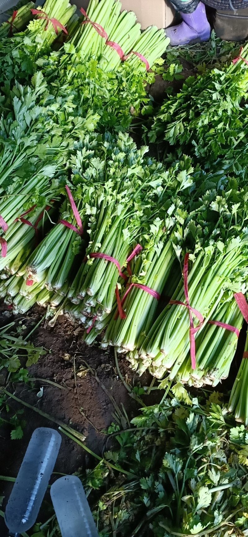 美国文图拉芹菜55cm以上，货源充足，各种包装都有