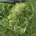 马兰头有机绿色健康蔬菜马兰头
