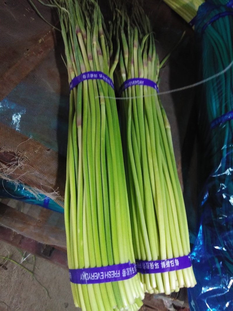 精品蒜薹、800t正在开库价格便宜一手货源，基地直发