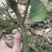 橙子苗挂果树锦蜜冰糖橙苗脱酸早鲜果市场畅销