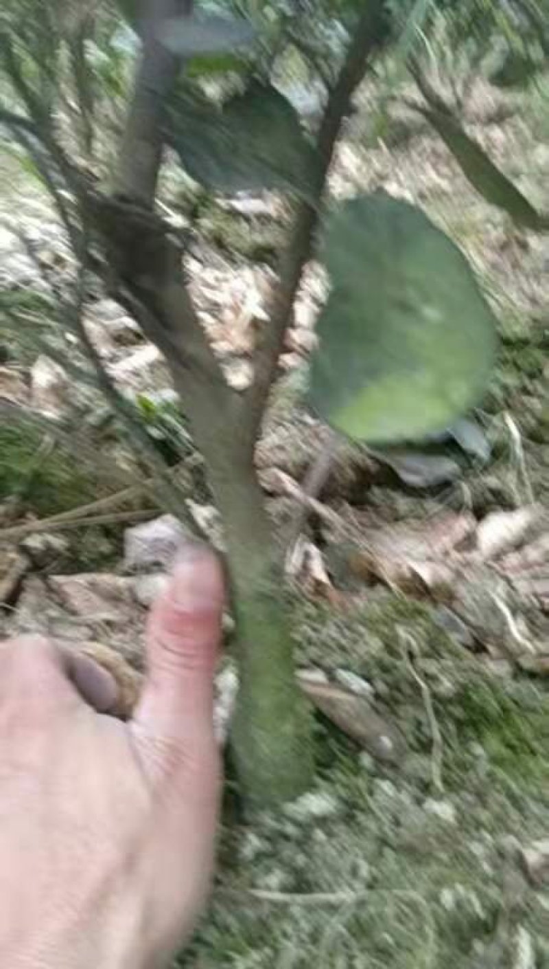 橙子苗挂果树锦蜜冰糖橙苗脱酸早鲜果市场畅销