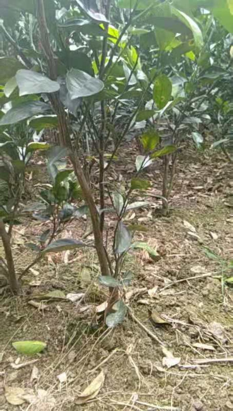 橙子苗挂果树锦蜜冰糖橙苗脱酸早鲜果市场畅销